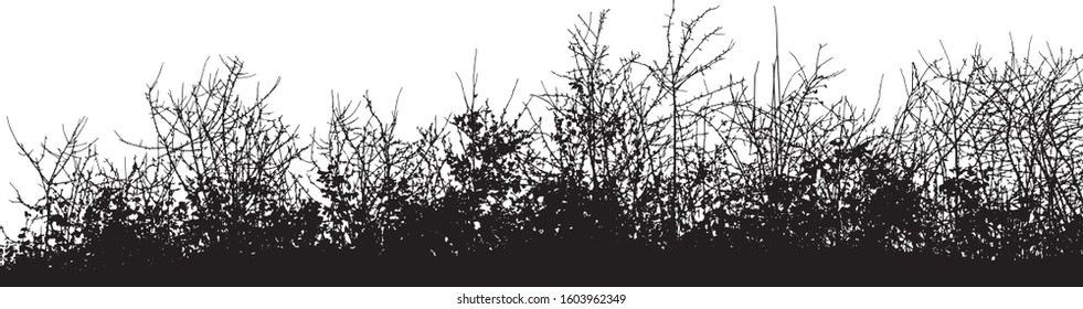 Natural silhouette of bushes with bare branches on a white background (Vector illustration).