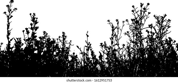 Natural silhouette of grass and wild meadow flowers. Isolated on a white background. Overlay template. Vector illustration