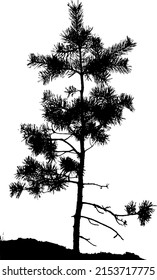 Natural silhouette of a young pine tree. A lonely wild pine sapling on the soil. Overlay template. Vector illustration