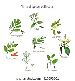 Natural spices collection: jamaica pepper, clove, cinnamon, cumin, green cardamon, black pepper, star anise, vanilla. Vector illustration