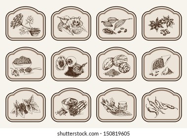 natural spices. compilation of vector sketches