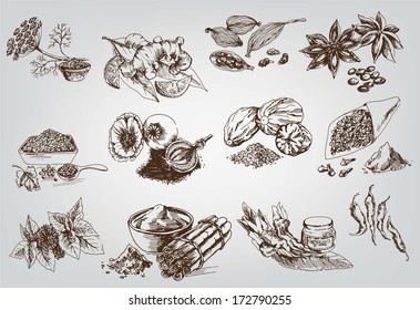 natural spices. compilation of vector sketches