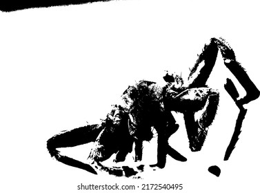 natural spider silhouette vector work
