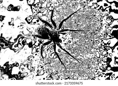 
natural spider silhouette vector work