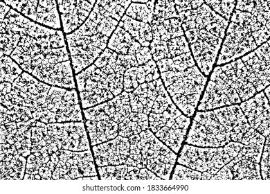 Textura natural de la hoja de arce. Fondo monocromo de una superficie de hojas orgánicas con estrías, manchas y grano. Plantilla de superposición. Ilustración del vector
