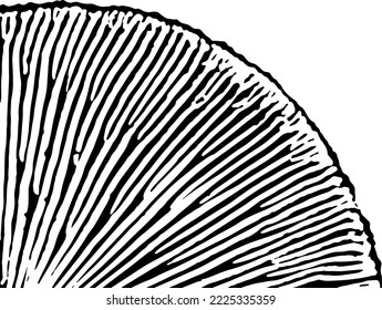 Natural texture of the mushroom cap from below. Monochrome striped background close-up of agaric mushroom. Overlay template. Vector illustration