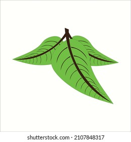 Tres hojas verdes naturales. Obra vectorial con fondo blanco.