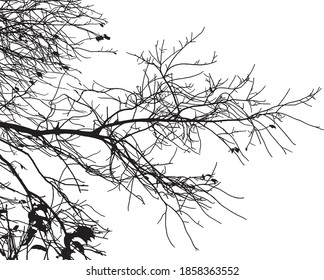 Natural tree branches silhouette on white background (Vector illustration). 