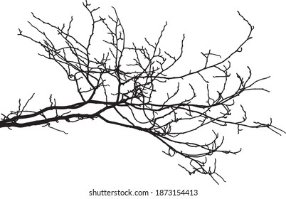 Natural tree branches silhouette on a white background (Vector illustration). Natural branch on a white. 