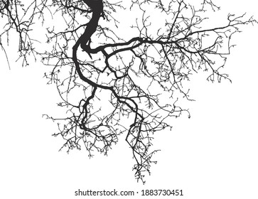 Natural tree branches silhouette on a white background (Vector illustration). Natural branch on a white. 