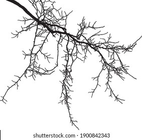 Natural tree branches silhouette on a white background.Vector image of natural branch of acacia. (Vector illustration).