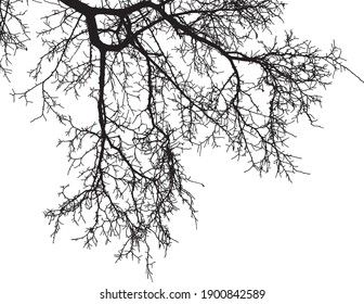 Natural tree branches silhouette on a white background.Vector image of natural branch of acacia. (Vector illustration).