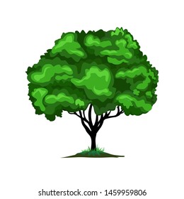 natural tree vector illustration, cartoon of oak tree