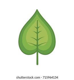 natural and tropical leaf