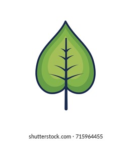 natural and tropical leaf