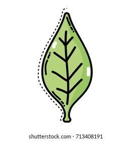 natural tropical leaf and exotic decoration