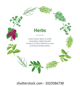 Natural Twig Herb Banner Card Circle Dill, Parsley, Basil, Mint, Rosemary, Tarragon, Laurel and Thyme for Menu Cuisine. Vector illustration of Herbs