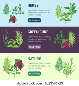 Natural Twig Herb Banner Horizontal Set Dill, Parsley, Basil, Mint, Rosemary, Tarragon, Laurel and Thyme for Menu Cuisine. Vector illustration of Herbs