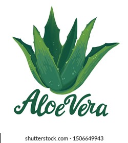 Natural Vector Aloe Vera Illustration With Aloevera Hand Drawn Lettering