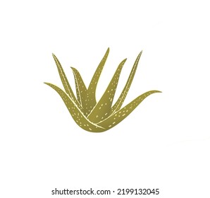 Natural Vector Aloe vera illustration with Aloevera hand drawn lettering , herbal plant for hair treatment , sex and some disease