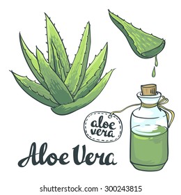 Natural Vector Aloe vera illustration isolated objects