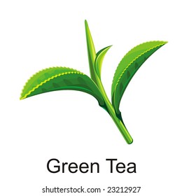 Natural Vector green tea leaf illustration isolated object