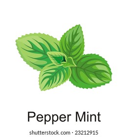 Natural Vector pepper mint illustration isolated object