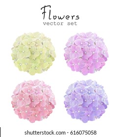 Natural vector set colorful Hydrangea. Floral illustration in vintage watercolor style for your design.