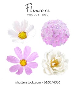 Natural vector set flowers white Rose, Cosmos (Coreopsis) and pink Hydrangea. Set floral illustration in vintage watercolor style for your design.