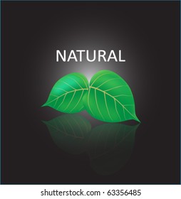  Natural vector.Green leafs.