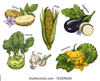 Natural vegetable healthy food sketches. Vegetarian potato and vegan corn, healthy kohlrabi cabbage and garlic, eggplant, pattypan or white squash. Organic and natural nutrition, salad ingredient