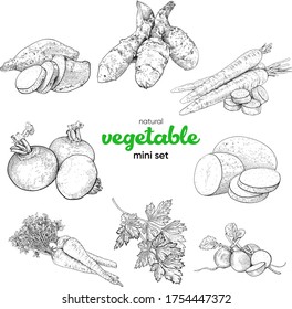 Natural vegetable mini set. Vintage hand drawing sketch vector illustration. Line graphics. Sweet potato, potato, Jerusalem artichoke, rutabaga, carrot, parsnip, parsley, radish