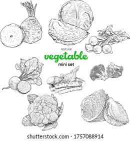 Pequeño conjunto de verduras naturales. Ilustración vintage de dibujo manual. Gráficos de línea. Turnip, remolacha, rábano picante, col, col de Saboya, brotes de Bruselas, coliflor, brócoli