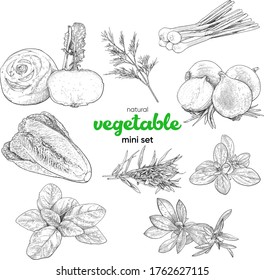 Pequeño conjunto de verduras naturales. Ilustración vintage de dibujo manual. Gráficos de línea. Kohlrabi, lechuga, eneldo, estragón, salado, albahaca, marjoram, cebolla, cebolla verde