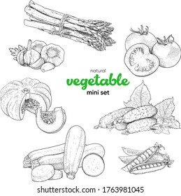 Natural vegetable mini set. Vintage hand drawing sketch vector illustration. Line graphics. Garlic, tomato, pumpkin, zucchini, cucumber, peas, asparagus