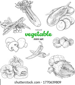 Natural vegetable mini set.Vintage hand drawing sketch vector illustration. Linear graphics.Celery leaves, chili peppers, bell peppers, paprika, eggplant, beans, champignon, mushroom, Brussels sprouts