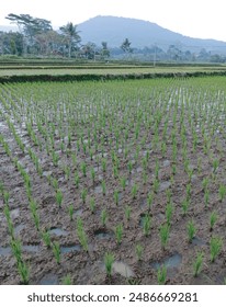 natural views of mountains decorated with rice fields