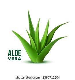 Natural Vitamin Healthy Plant Aloe Vera Vector. Realistic Medicine Botanic Herbal Green Plant With Thorn Leaves For Skincare Dermatology Cosmetic, Lotion Or Gel And Mask Ingredient. Realistic