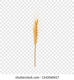 Natural wheat icon. Realistic illustration of natural wheat vector icon for on transparent background