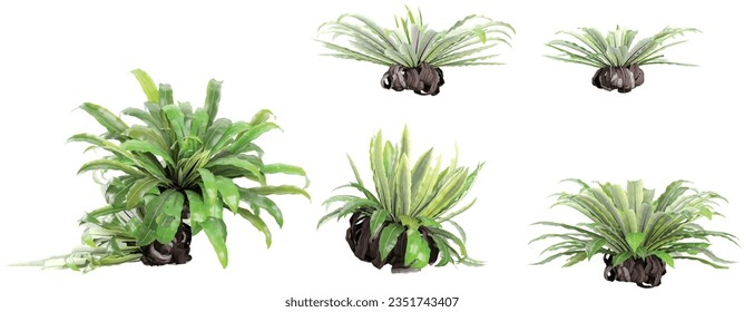 Natural white background with Asplenium-nidus trees