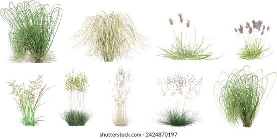 Natural white background with Stipa Arundinacea Sweet Grass Windy,Carex capillaris Atlas Alpenflora,Juncus balticus subsp,Ovina