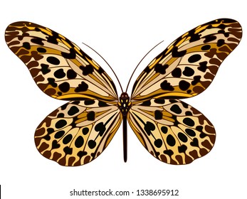 Natural yellow butterfly isolated on white background