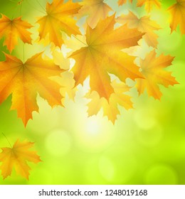 Natural yellow orange green square background with maple leaves snd tree branches, vector autumn; background
