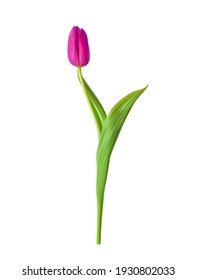 Naturalistic 3D view of pink blooming tulip with green leaves on white background. Vector Illustration. EPS10