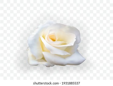 Naturalistic 3D view of white rose on transparent  background. Vector Illustration. EPS10