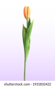 Naturalistic 3D view of yellow blossoming tulip on white background. Vector Illustration. EPS10