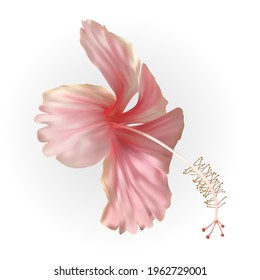 Naturalistic beautiful pink blooming hibiscus flower. Vector Illustration. EPS10