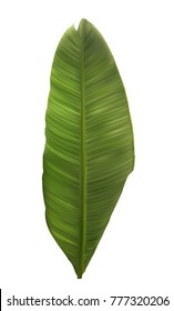 Naturalistic colorful leaf of banana palm. Vector Illustration. EPS10