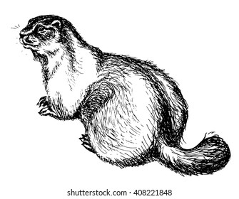 Naturalistic hand-drawn marmot groundhog art