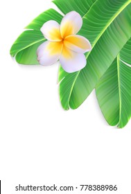A naturalistic leaf of a banana palm with flower. Vector Illustration. EPS10